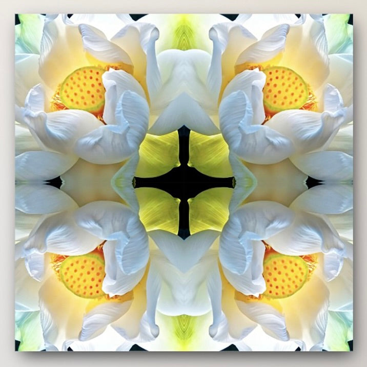 LOTUS: Metal Print 40x40"