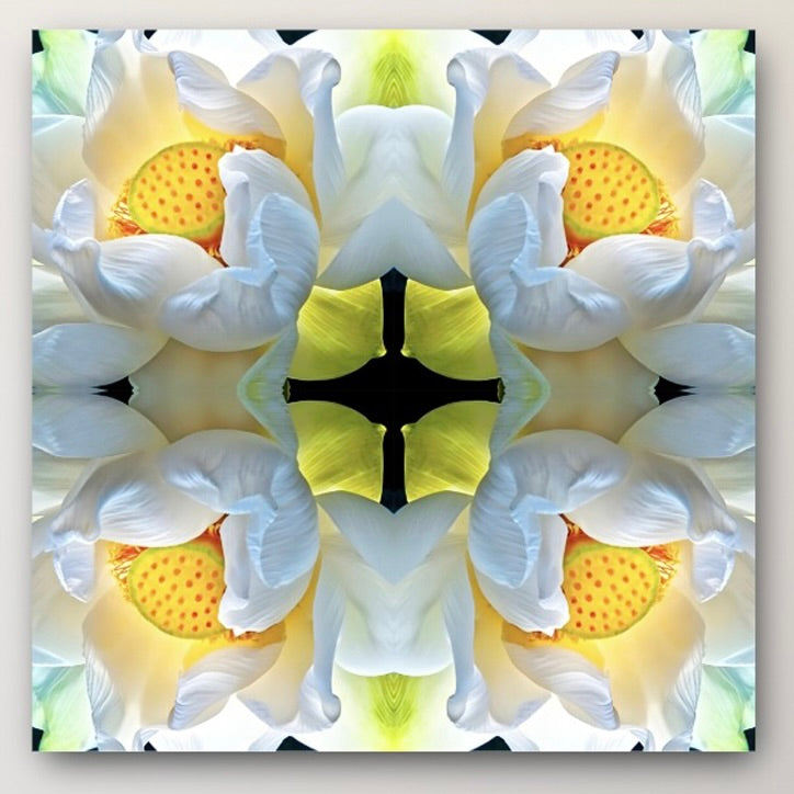 LOTUS: 4 Distinct Fine Art Metal Prints 36x36"